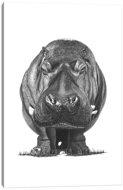 Hippo Canvas Art Print - Paul Stowe