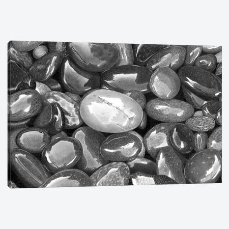Wet Pebbles II Canvas Print #PSW62} by Paul Stowe Canvas Print