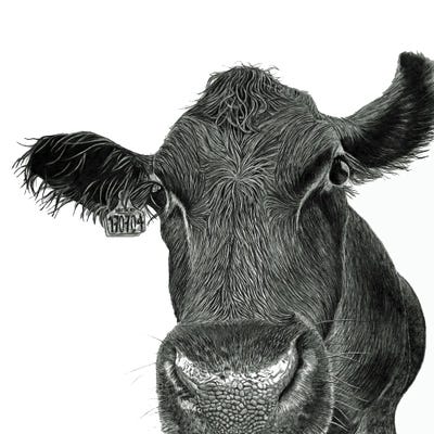 Moo Cow by Paul Stowe framed wall art