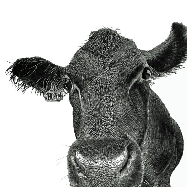 Paul Stowe: Moo Cow by Paul Stowe