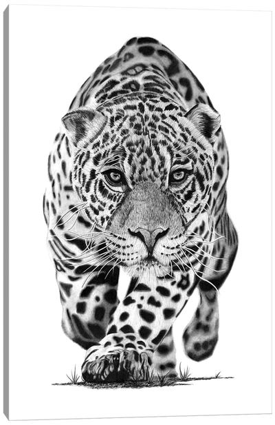 Jaguar Canvas Art Print - Paul Stowe