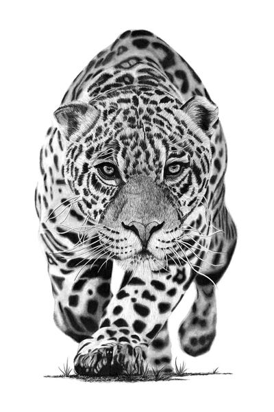 Fine Art Safari: Jaguar by Paul Stowe
