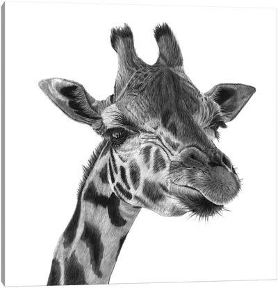 Giraffe Canvas Art Print - Paul Stowe