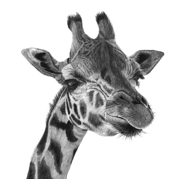 Fine Art Safari: Giraffe by Paul Stowe