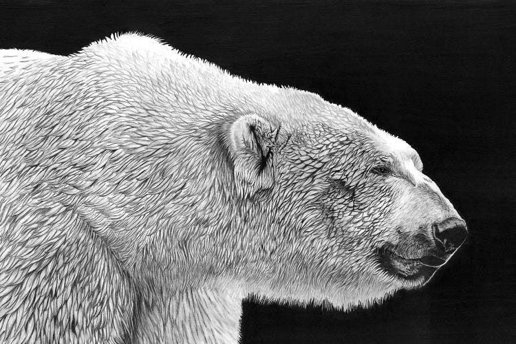 Polar Bear by Paul Stowe wall art