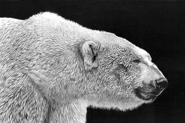 Polar Bears: Polar Bear by Paul Stowe