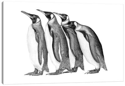 Penguin Parade Canvas Art Print