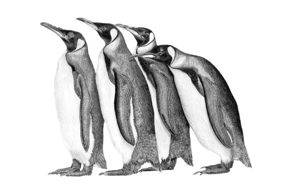 Penguins: Penguin Parade by Paul Stowe