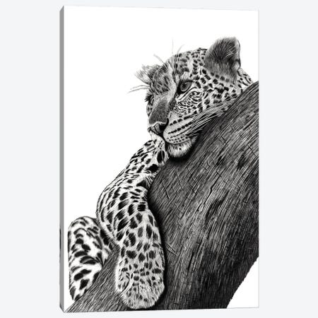 Resting Leopard Canvas Print #PSW76} by Paul Stowe Art Print
