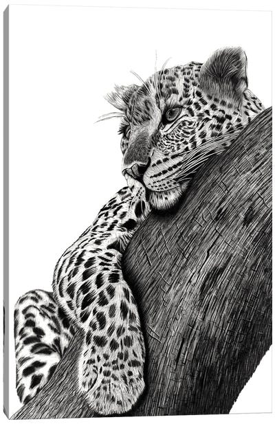 Resting Leopard Canvas Art Print - Leopard Art