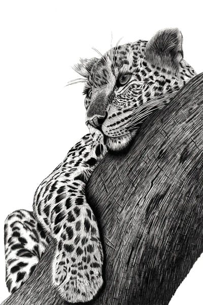 Fine Art Safari: Resting Leopard by Paul Stowe