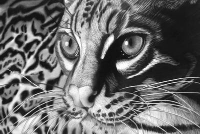 Ocelot by Paul Stowe framed wall art