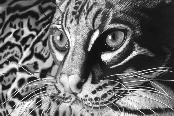 Fine Art Safari: Ocelot by Paul Stowe