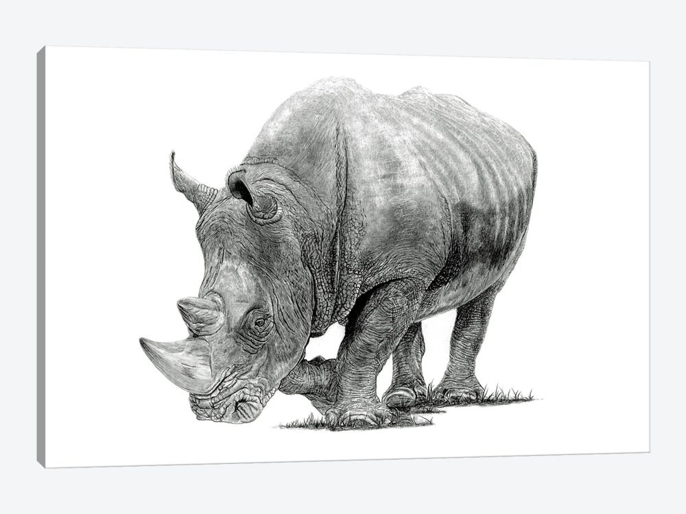 White Rhino by Paul Stowe 1-piece Art Print
