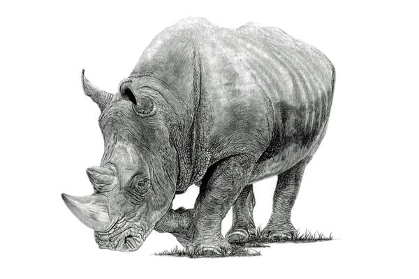 Fine Art Safari: White Rhino by Paul Stowe