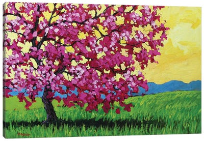 Pink Blossoms and Yellow Sky Canvas Art Print - Cherry Blossom Art