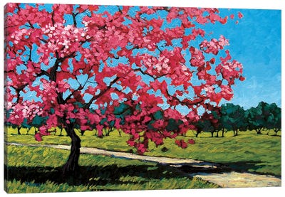 Pink Blossoms On a Summer Day Canvas Art Print - Patty Baker