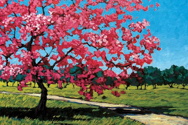 Cherry Blossoms: Pink Blossoms On a Summer Day by Patty Baker