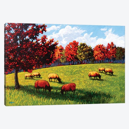 Sheep Grazing Near Rhinebeck Canvas Print #PTB124} by Patty Baker Canvas Art Print