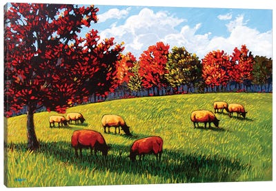 Sheep Grazing Near Rhinebeck Canvas Art Print - Patty Baker