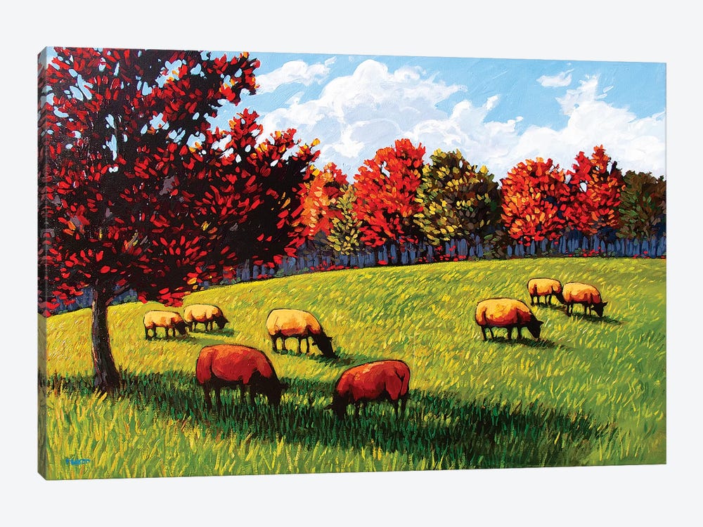 Sheep Grazing Near Rhinebeck by Patty Baker 1-piece Canvas Art Print