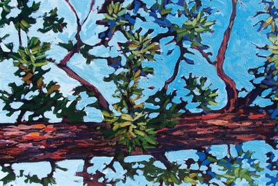 Colorado Pine by Patty Baker art print