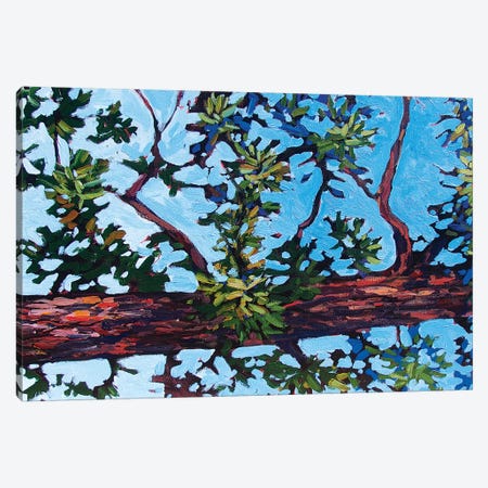 Colorado Pine Canvas Print #PTB177} by Patty Baker Canvas Art