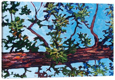 Colorado Pine Canvas Art Print - Patty Baker