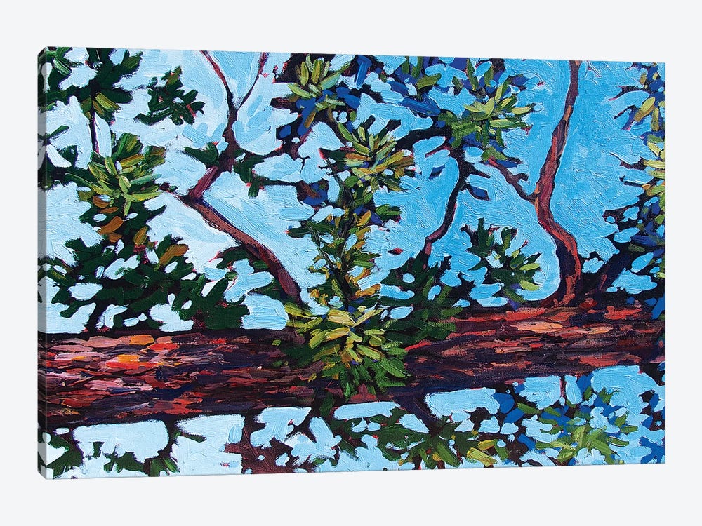 Colorado Pine by Patty Baker 1-piece Canvas Art Print