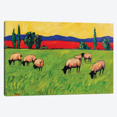 Grazing Sheep  Canvas Print #PTB195} by Patty Baker Canvas Artwork