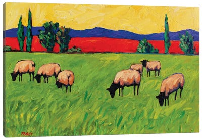 Grazing Sheep  Canvas Art Print - Sheep Art