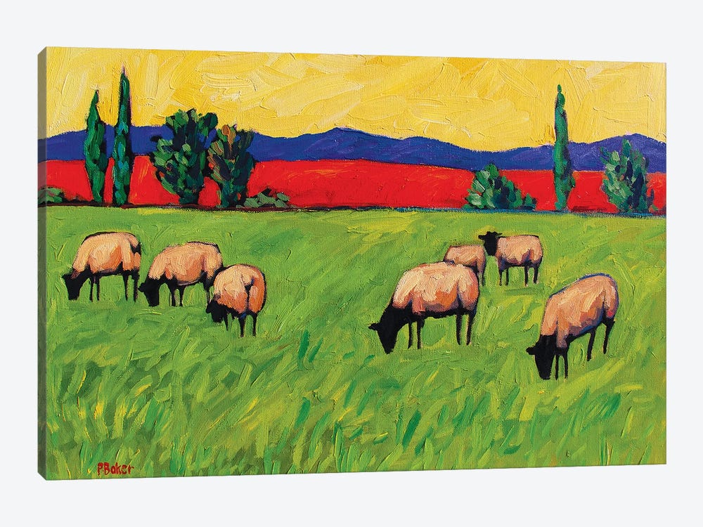 Grazing Sheep  by Patty Baker 1-piece Canvas Art Print
