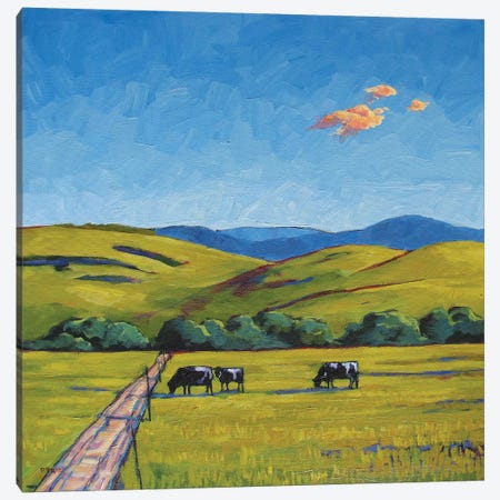 Boulder County Cows Canvas Print #PTB23} by Patty Baker Art Print