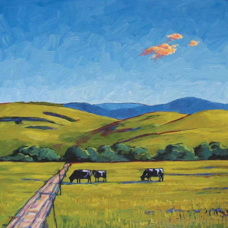 Boulder County Cows