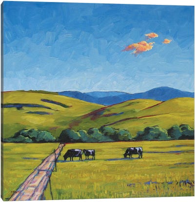 Boulder County Cows Canvas Art Print - Patty Baker