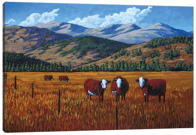 Curious Cows in the San Juan Valley, Colorado Canvas Art Print - Colorado Art