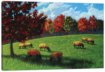 Grazing Sheep Rhinebeck  Canvas Art Print - Patty Baker