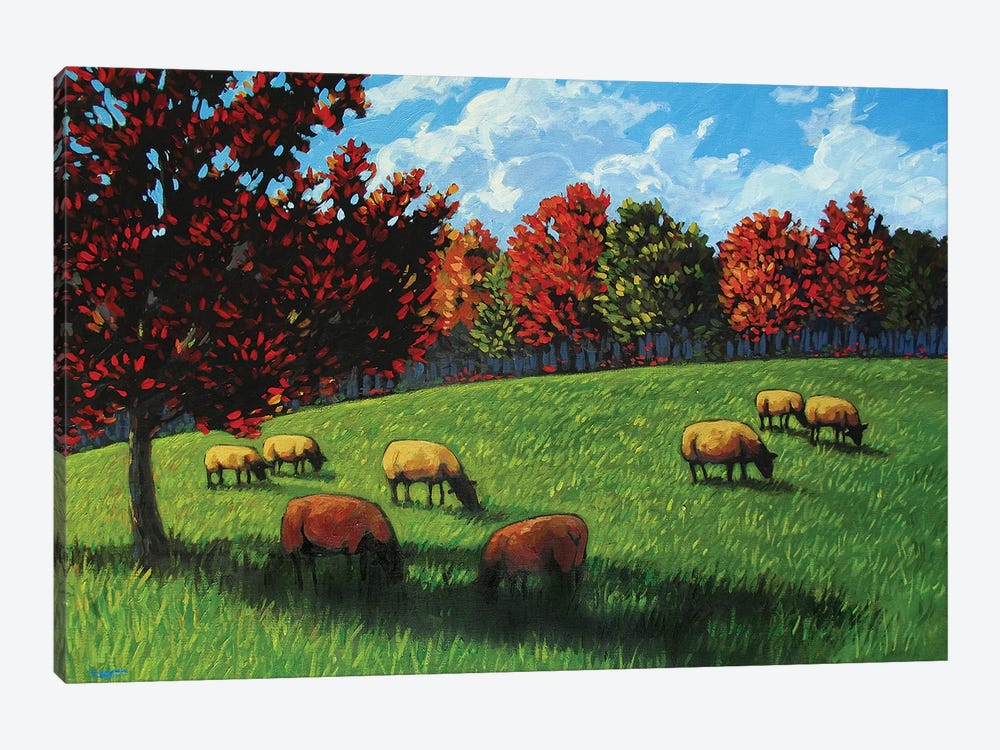 Grazing Sheep Rhinebeck  by Patty Baker 1-piece Canvas Print
