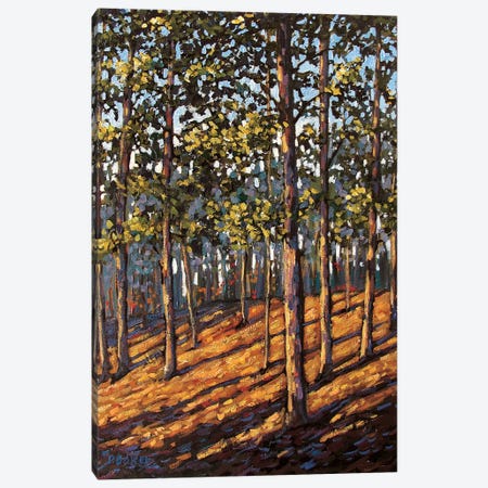 Late Day Light in the Hudson Valley Woods Canvas Print #PTB71} by Patty Baker Canvas Wall Art