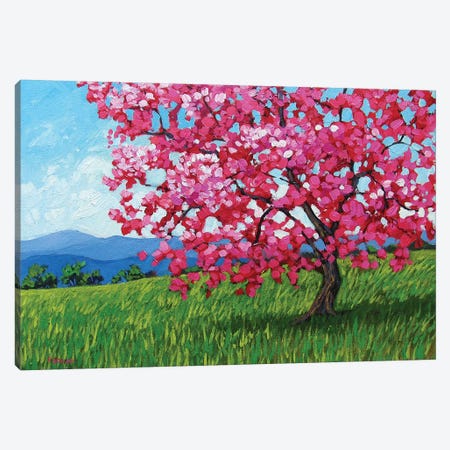 Lone Pink Blossom Tree Canvas Print #PTB76} by Patty Baker Canvas Print