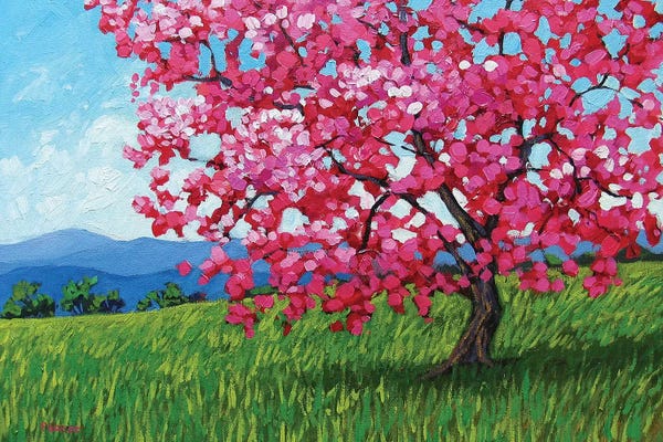 Cherry Blossoms: Lone Pink Blossom Tree by Patty Baker