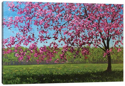 Afternoon Pink Blossoms Canvas Art Print - Patty Baker