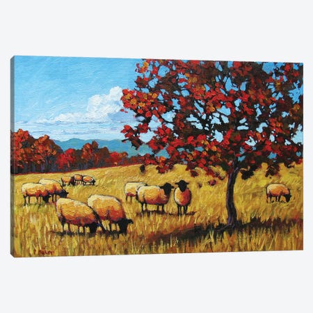 Autumn Grazing Sheep Canvas Print #PTB8} by Patty Baker Canvas Artwork