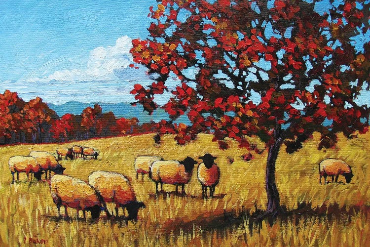 Autumn Grazing Sheep