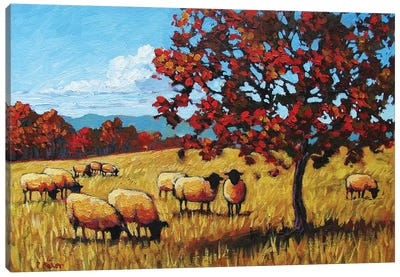 Autumn Grazing Sheep Canvas Art Print - Patty Baker