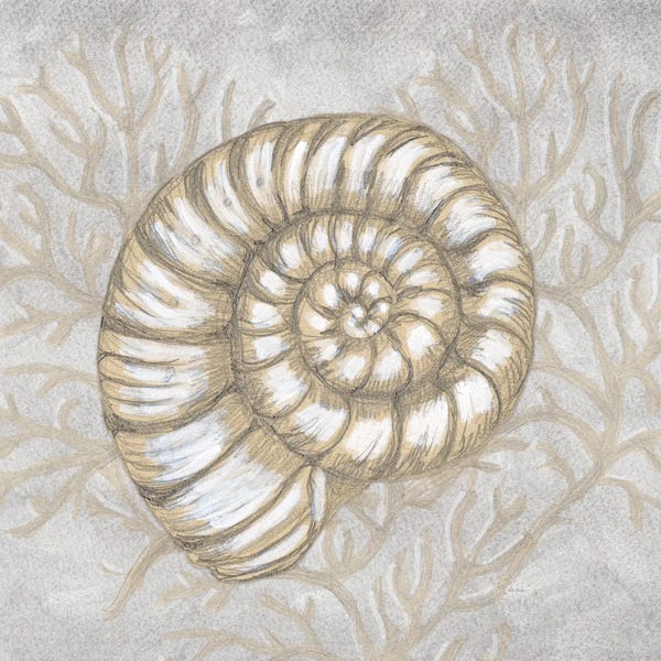 Drawing Nautical Spiral Shell