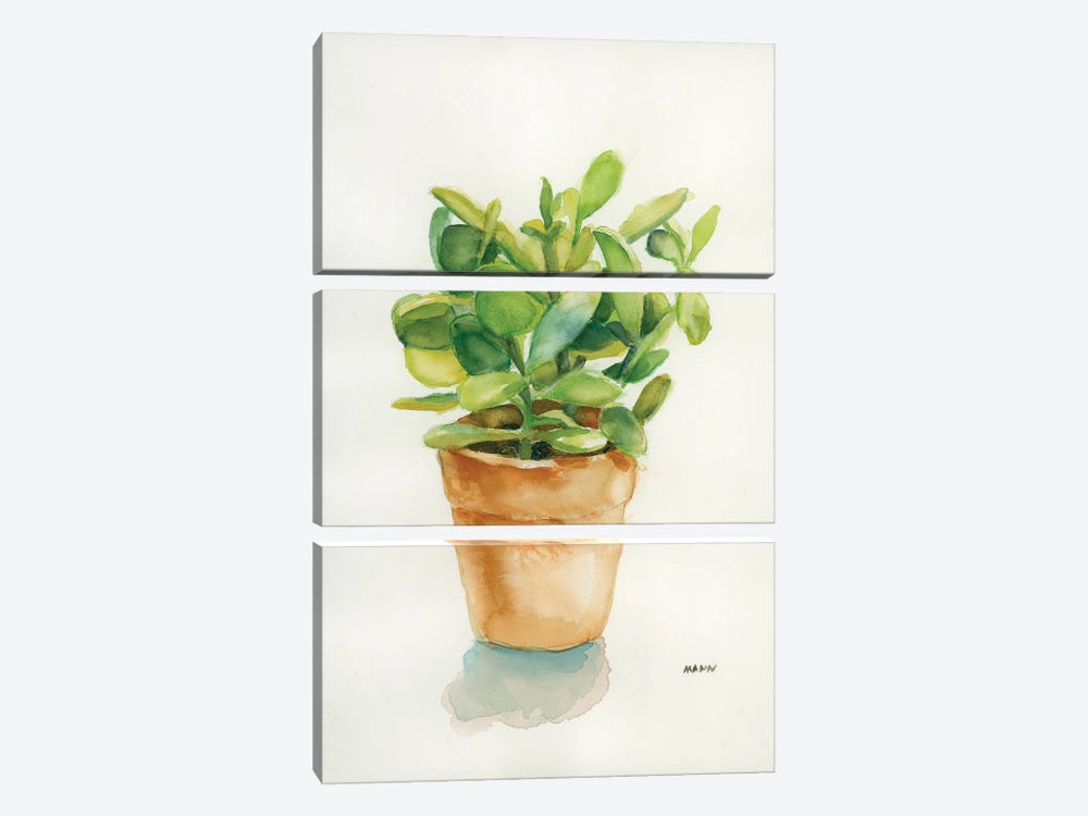 Succulent I by Patti Mann 3-piece Canvas Wall Art