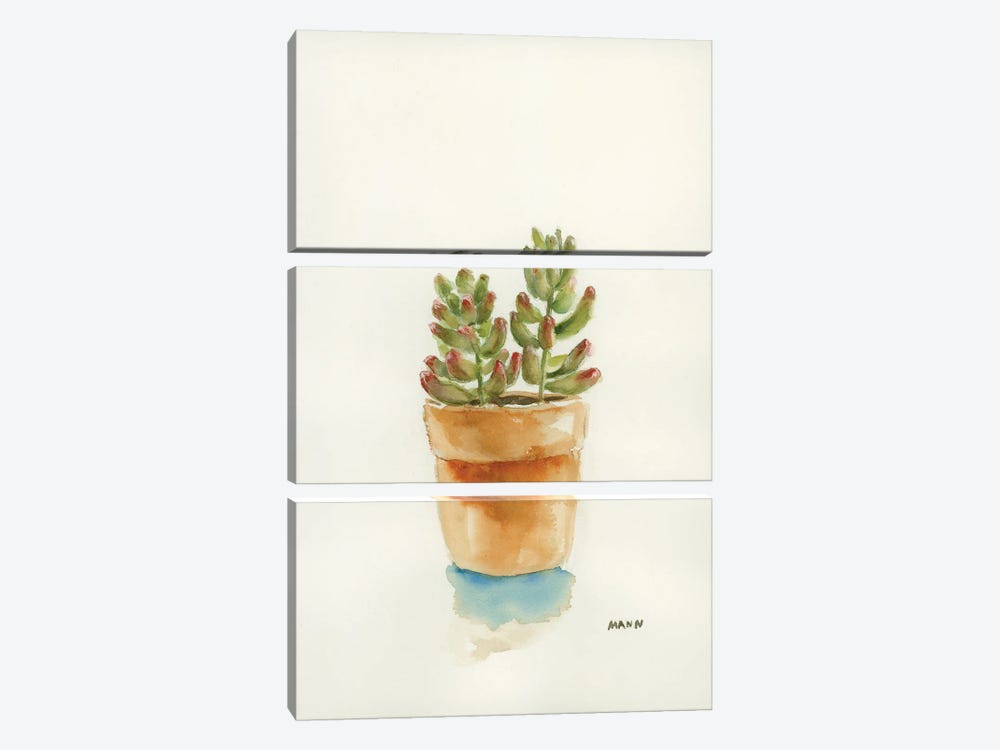 Succulent III by Patti Mann 3-piece Canvas Art Print