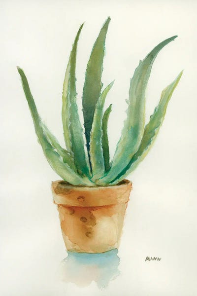 Succulent IV by Patti Mann framed wall art