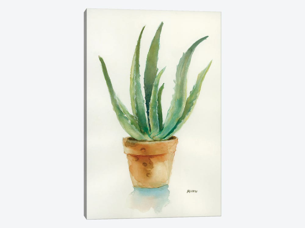 Succulent IV by Patti Mann 1-piece Canvas Artwork